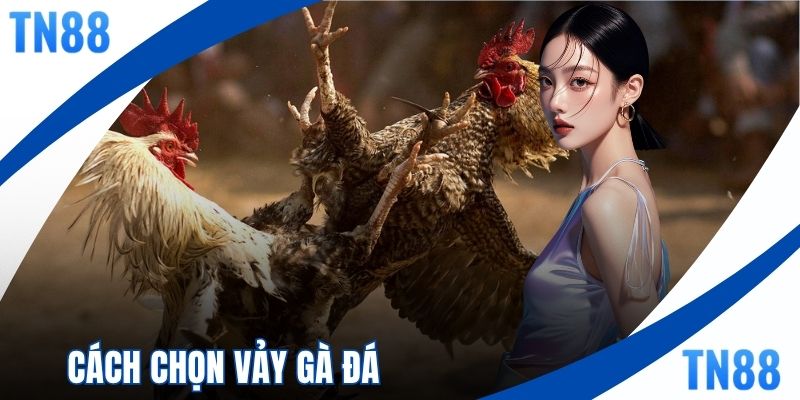 Cách Chọn Vảy Gà Đá