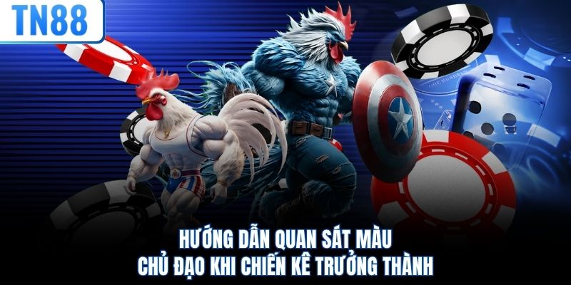 Hướng dẫn quan sát màu chủ đạo khi chiến kê trưởng thành
